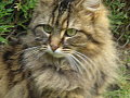 Xdee cat